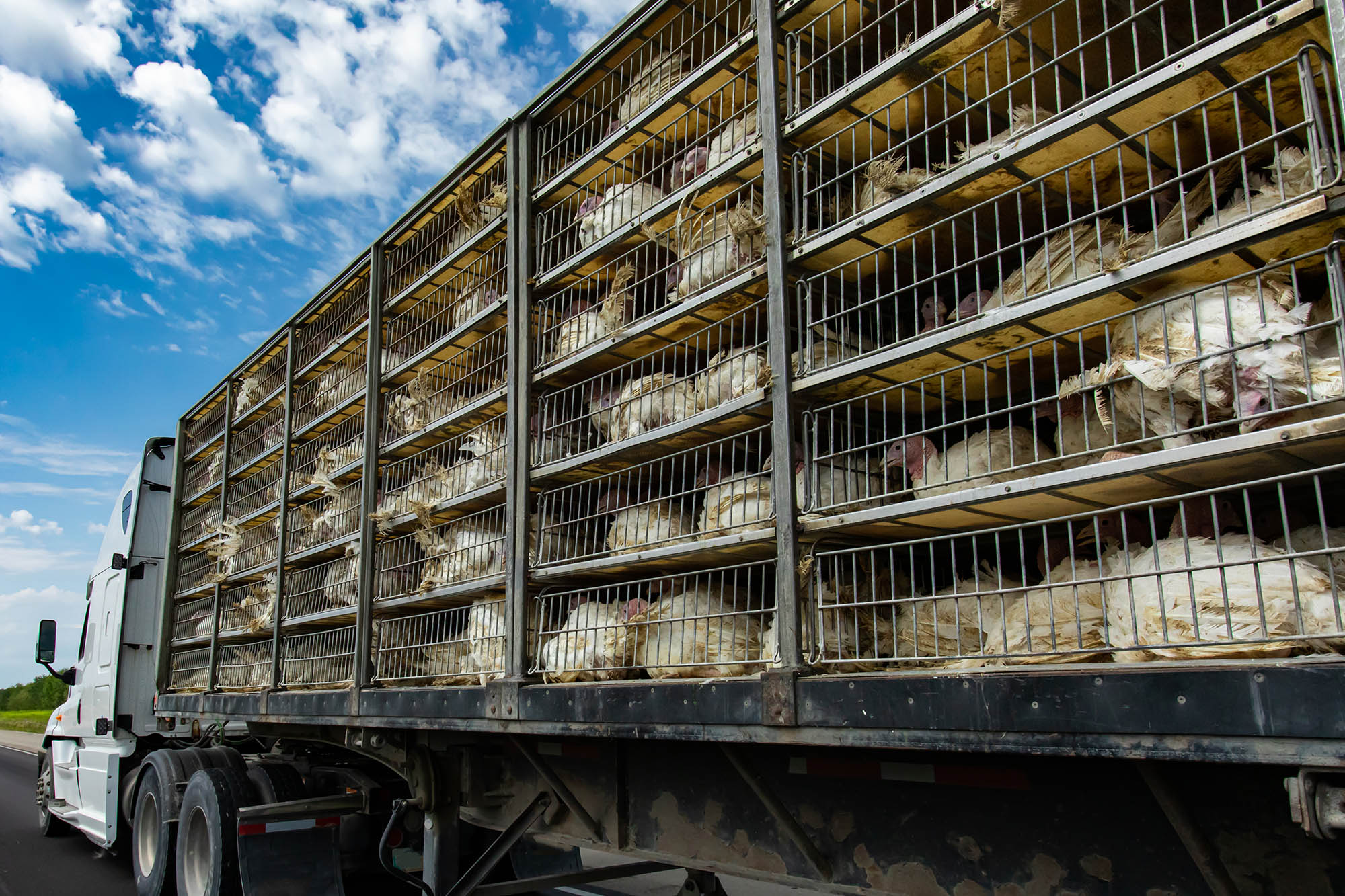 Integrated Live Bird Weighing software for poultry processing